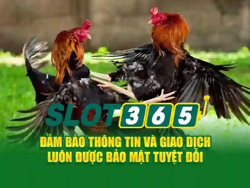 Slot365: Nền tảng chơi slot trực tuyến hiện đại