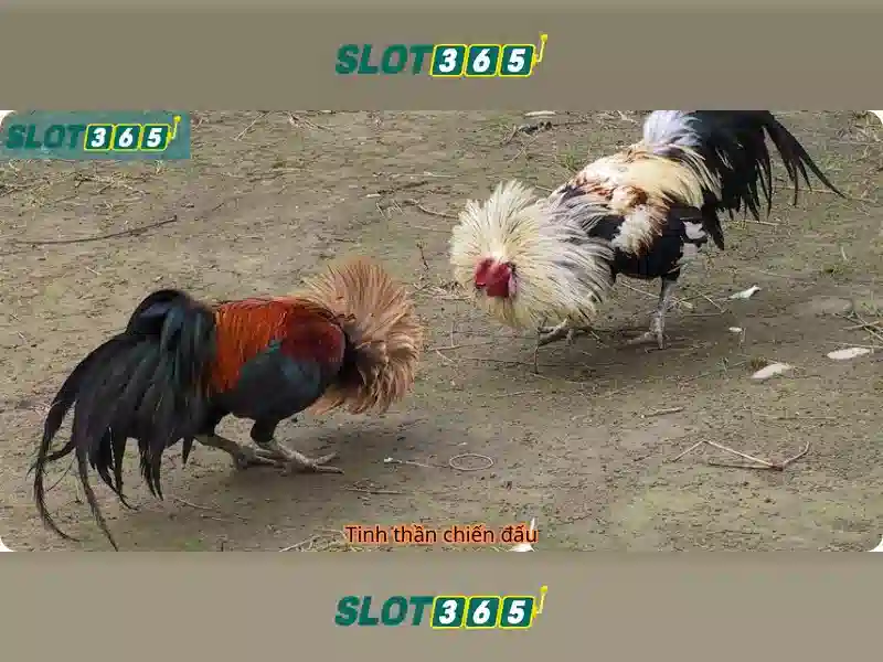 slot365: Khám phá nền tảng casino trực tuyến hàng đầu